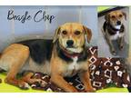 Adopt Beaglechip a Tricolor (Tan/Brown & Black & White) Beagle / Mixed dog in