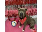 Adopt Sammy 23593 a Gray/Silver/Salt & Pepper - with Black American Pit Bull