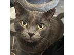 Adopt Mojo a Gray or Blue Russian Blue (short coat) cat in Greenburgh