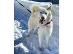 Adopt Elsa a Tan/Yellow/Fawn Mixed Breed (Medium) / Mixed dog in Truckee