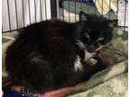 Adopt Shelby a Black & White or Tuxedo Domestic Shorthair (short coat) cat in