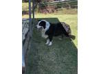 Adopt Gunner a Black - with White Australian Shepherd / Mixed dog in Rayne
