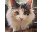 Adopt Juniper a White Domestic Longhair / Mixed cat in Carmel, IN (37194328)
