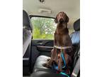 Adopt Lino a Brown/Chocolate Labrador Retriever / Mixed dog in Salt Lake City