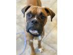 Adopt Milo a Boxer / Mixed dog in Denver, CO (37194063)