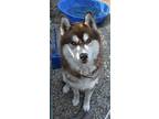Adopt Kenai a White - with Red, Golden, Orange or Chestnut Husky / Mixed dog in
