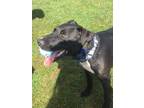 Adopt Wrigley a Black - with White Bull Terrier / Mixed dog in Johnstown