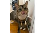 Adopt Max a Tan or Fawn Tabby Domestic Shorthair (short coat) cat in Medford