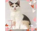 Adopt Jill a Orange or Red Domestic Shorthair / Mixed cat in Hopkinton