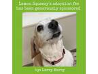 Adopt Lemon Squeezy a White - with Tan, Yellow or Fawn Beagle / Mixed dog in
