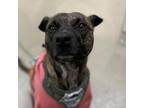 Adopt Velvet a Brindle American Staffordshire Terrier / Mixed dog in Lynchburg