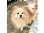 Adopt Puffy a White Pomeranian / Mixed dog in Boulder, CO (37193575)