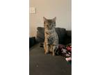 Adopt Violet a Brown Tabby American Shorthair / Mixed (short coat) cat in