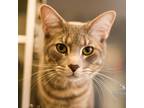 Adopt Breezy a Gray or Blue Domestic Shorthair / Mixed cat in Walker