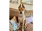 Adopt Xena a Tan/Yellow/Fawn Boxer / Husky / Mixed dog in Oxnard, CA (37193179)