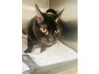 Adopt Kitty-Kitty a All Black Domestic Shorthair / Mixed (short coat) cat in