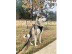 Adopt Ghost a Tricolor (Tan/Brown & Black & White) Husky / Mixed dog in Woodland