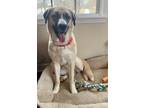 Adopt Luna a Tan/Yellow/Fawn - with White Husky / St. Bernard / Mixed dog in New