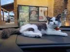 Adopt Gray a Gray or Blue Turkish Angora / Mixed (long coat) cat in Riverside