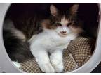 Adopt Daddy Batts a Gray, Blue or Silver Tabby Domestic Longhair / Mixed (long