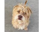 Adopt GUINESS a Tan/Yellow/Fawn Brussels Griffon / Mixed dog in Tucson