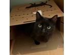 Adopt Willow a All Black Domestic Mediumhair / Mixed (medium coat) cat in