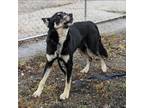 Adopt Platinum a Black - with Tan, Yellow or Fawn Husky / Mixed dog in Detroit