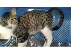 Adopt Carl a Brown Tabby Domestic Shorthair / Mixed cat in Brea, CA (37192545)
