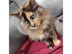 Adopt Cimba a Tortoiseshell Domestic Longhair / Mixed cat in Cumming