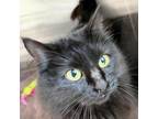 Adopt Hal a All Black Domestic Longhair / Mixed cat in Cumming, GA (37192451)