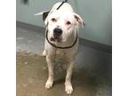 Adopt Jason a White - with Tan, Yellow or Fawn American Staffordshire Terrier /