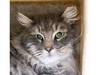 Thistle, Domestic Longhair For Adoption In Golden, Colorado