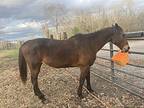 Nina, Quarterhorse For Adoption In Walker, Louisiana