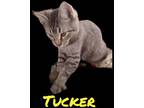 Tucker, Domestic Shorthair For Adoption In Woodland, California