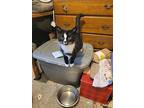 Skunk, Domestic Shorthair For Adoption In Cornersville, Tennessee