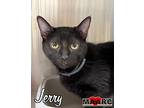 Jerry, Domestic Shorthair For Adoption In Maryville, Tennessee