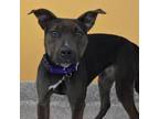 SHEBA American Pit Bull Terrier Young Female