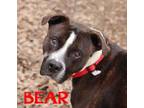 Bear American Pit Bull Terrier Adult Male