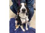 Adopt Boone a Tricolor (Tan/Brown & Black & White) Treeing Walker Coonhound /