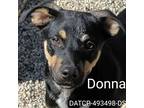 Adopt Liana (AKA:Donna) a Tricolor (Tan/Brown & Black & White) German Shepherd