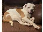 Adopt Moxie a Boxer / American Staffordshire Terrier / Mixed dog in McKinney