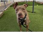 Adopt BETTY a Pit Bull Terrier