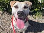 Adopt BRADLEY a Pit Bull Terrier, Mixed Breed