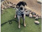 Adopt SUZIE a Bluetick Coonhound, Mixed Breed