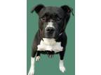 Adopt SAWYER* a Pit Bull Terrier, Mixed Breed