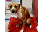Adopt MUFFIN* a Pit Bull Terrier, Mixed Breed