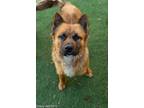 Adopt GRAVY a Chow Chow, Mixed Breed