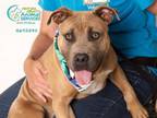 Adopt RUFUS a Pit Bull Terrier