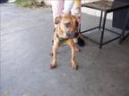 Adopt CLEO a Boxer, Mixed Breed