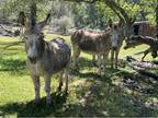 Donkeys for sale